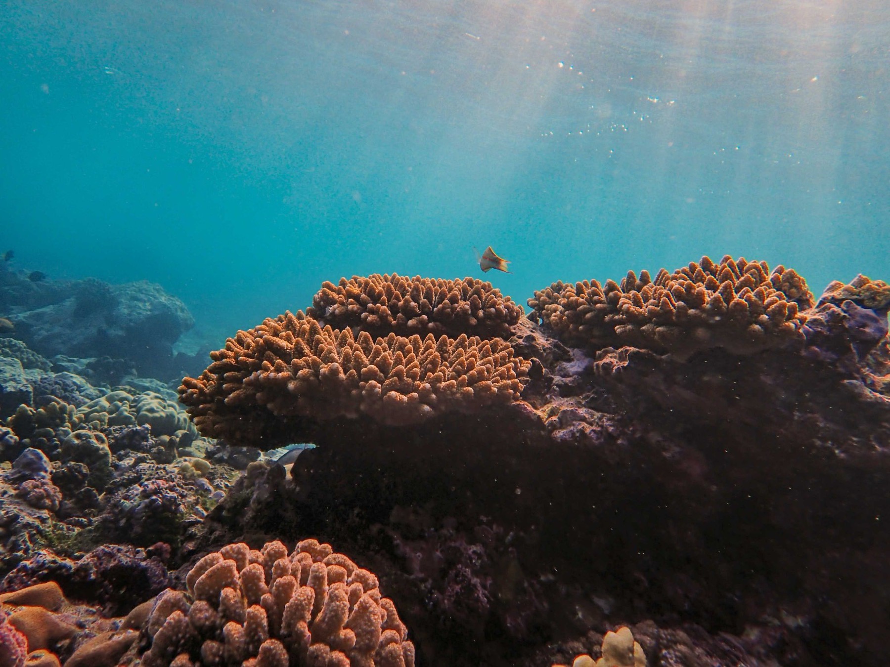 Sunlit underwater view of branching coral colonies on a reef, with turquoise water and a small fish above.